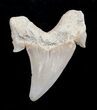 High Quality Otodus Fossil Shark Tooth #1737-1